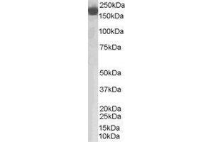 Western Blotting (WB) image for Complement Factor H (CFH) peptide (ABIN370307)