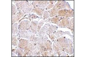 Immunohistochemistry of MAPKAP1 in human skeletal muscle tissue with this product at 2.
