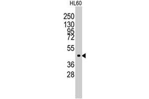 Western blot analysis of Lmx1a polyclonal antibody  in HL-60 cell line lysates (35 ug/lane). (LMX1A antibody  (Internal Region))