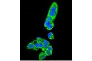 Confocal immunofluorescent analysis of Fumarylacetoacetase Antibody (N-term) Cat. (FAH antibody  (N-Term))