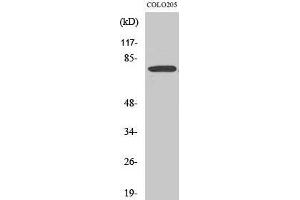 Western Blot (WB) analysis of COLO205 cells using EWS Polyclonal Antibody. (EWSR1 antibody  (Internal Region))