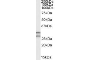 Staining of human testis lysate (35µg protein in RIPA buffer) with ABIN185328 (0. (COMT antibody  (N-Term))