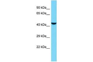 Host: Rabbit Target Name: KIAA0513 Sample Type: OVCAR-3 Whole Cell lysates Antibody Dilution: 1. (KIAA0513 antibody  (C-Term))
