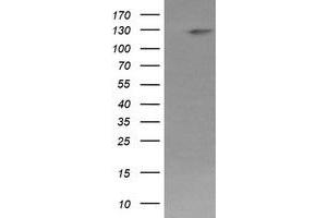 Image no. 6 for anti-Phosphoinositide-3-Kinase, Catalytic, gamma Polypeptide (PIK3CG) antibody (ABIN1500206) (PIK3 gamma antibody)