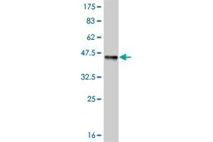 Western Blot detection against Immunogen (37. (ELF3 antibody  (AA 262-371))