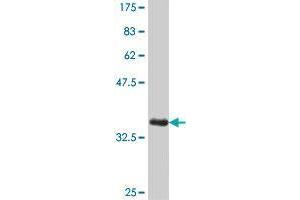 REPIN1 antibody  (AA 1-110)