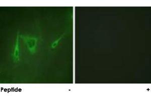 Immunofluorescence analysis of NIH/3T3 cells, using YWHAZ polyclonal antibody . (14-3-3 zeta antibody)