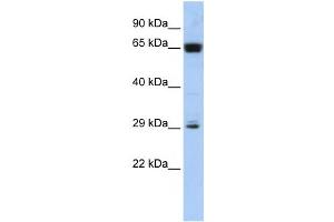 Western Blotting (WB) image for anti-MGC45491 antibody (ABIN2459931) (MGC45491 antibody)