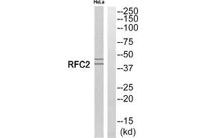 Western blot analysis of extracts from HeLa cells, using RFC2 antibody. (RFC2 antibody  (Internal Region))