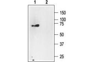 Western blot analysis of rat brain membranes: - 1. (NGFR antibody  (Intracellular))