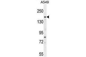 FGD6 Antibody (C-term) western blot analysis in A549 cell line lysates (35µg/lane). (FGD6 antibody  (C-Term))