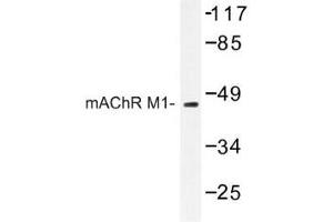 Image no. 1 for anti-Muscarinic Acetylcholine Receptor M1 (CHRM1) antibody (ABIN317696)