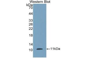 Detection of Recombinant DEFb1, Porcine using Polyclonal Antibody to Defensin Beta 1 (DEFb1) (beta Defensin 1 antibody  (AA 24-64))