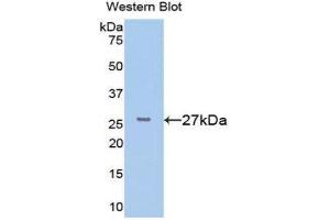 FKBP3 抗体  (AA 2-224)