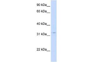 STX1A antibody (70R-10562) used at 0.