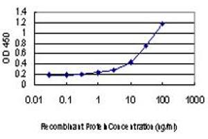 Detection limit for recombinant GST tagged AAAS is approximately 1ng/ml as a capture antibody. (Adracalin antibody  (AA 1-100))