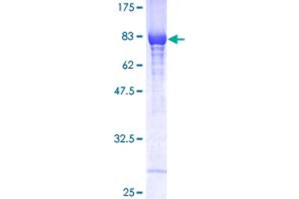 GPI Protein (AA 1-558) (GST tag)