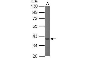 WB Image Sample (50 ug of whole cell lysate) A: Mouse brain 10% SDS PAGE antibody diluted at 1:1000 (HNRNPA1 antibody)