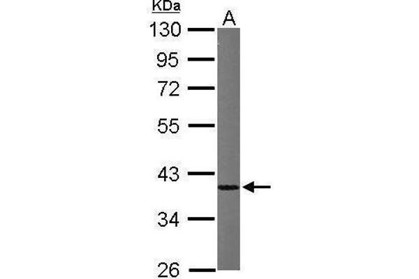 HNRNPA1 antibody