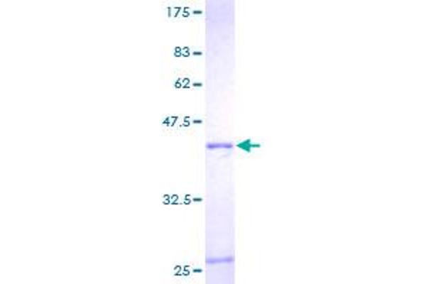 RPL36A Protein (AA 1-106) (GST tag)
