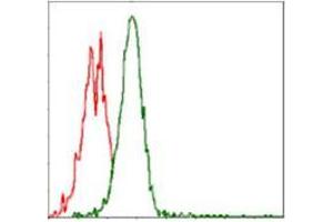 Flow cytometric analysis of Jurkat cells using RPS6KB1 mouse mAb (green) and negative control (red). (RPS6KB1 antibody)