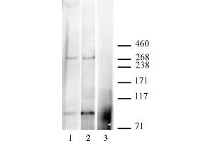 CABIN1 antibody (pAb) tested by Immunoprecipitation / Western blot.
