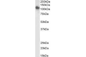 Biotinylated ABIN5539775 (0. (SLC12A6 antibody  (Internal Region) (Biotin))