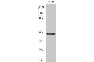 Western Blotting (WB) image for anti-Keratin 18 (KRT18) (Ser726), (Ser731) antibody (ABIN3184229) (Cytokeratin 18 antibody  (Ser726, Ser731))