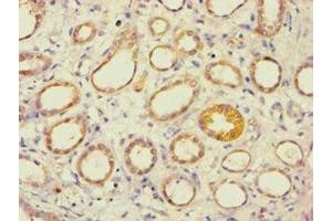 Immunohistochemistry of paraffin-embedded human kidney tissue using ABIN7143993 at dilution of 1:100 (AES antibody  (N-Term))
