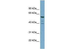 WB Suggested Anti-RABGEF1  Antibody Titration: 0.