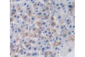 Figure. (FGA antibody  (AA 77-244))