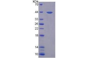 SDS-PAGE analysis of Mouse Interleukin 33 Protein. (IL-33 Protein)
