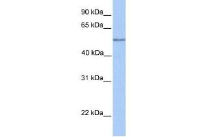 Western Blotting (WB) image for anti-Chromosome 17 Open Reading Frame 74 (C17orf74) antibody (ABIN2459658) (C17orf74 antibody)