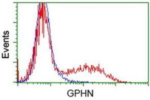 HEK293T cells transfected with either RC205986 overexpress plasmid (Red) or empty vector control plasmid (Blue) were immunostained by anti-GPHN antibody (ABIN2454122), and then analyzed by flow cytometry. (Gephyrin antibody)