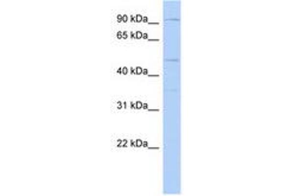 DPY19L2 antibody  (AA 611-660)