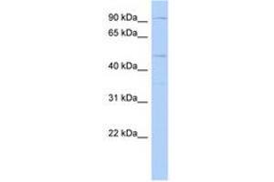 Image no. 1 for anti-Dpy-19-Like 2 (DPY19L2) (AA 611-660) antibody (ABIN6741370) (DPY19L2 antibody  (AA 611-660))