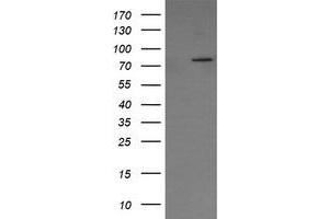 Image no. 1 for anti-SEC14 and Spectrin Domains 1 (SESTD1) antibody (ABIN1501067)