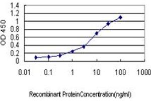 Detection limit for recombinant GST tagged CDC25C is approximately 0. (CDC25C antibody  (AA 21-130))