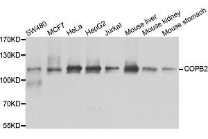 Western blot analysis of extracts of various cell lines, using COPB2 antibody. (COPB2 antibody  (AA 657-906))