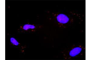 Proximity Ligation Analysis of protein-protein interactions between TP53 and PPP2R1A. (PPP2R1A antibody  (AA 1-589))