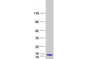 Validation with Western Blot (ERH Protein (Myc-DYKDDDDK Tag))