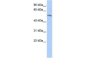 WB Suggested Anti-PAX7 Antibody Titration: 0. (PAX7 antibody  (N-Term))