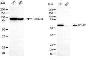 Western blotting analysis using cyclin B1 antibody (ABIN7798187).