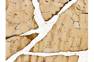ABIN7094372 and ABIN7098419 at 1/100 staining Mouse muscle tissue by IHC-P.