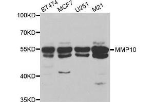 Western blot analysis of extracts of various cell lines, using MMP10 antibody.