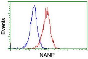 Image no. 3 for anti-N-Acetylneuraminic Acid Phosphatase (NANP) antibody (ABIN1499635) (NANP antibody)