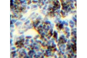 Used in DAB staining on fromalin fixed paraffin-embedded Spleen tissue (CFP antibody  (AA 315-469))