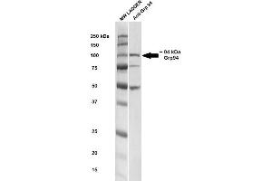 Western blot analysis of Rat brain cell lysates showing detection of ~ 94-100 kDa GRP94 protein using Rabbit Anti-GRP94 Polyclonal Antibody . (GRP94 antibody  (C-Term) (Atto 488))