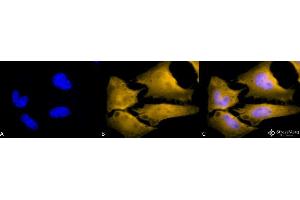 Immunocytochemistry/Immunofluorescence analysis using Rat Anti-HSF1 Monoclonal Antibody, Clone 10H4 . (HSF1 antibody)