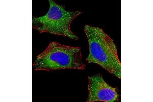 Immunofluorescent analysis of 4% paraformaldehyde-fixed, 0. (DHCR7 antibody  (C-Term))